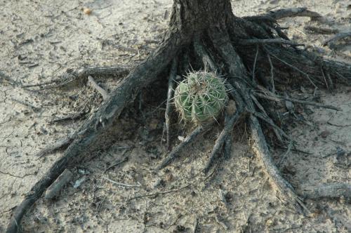 La guajira